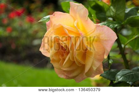 Rose (Rosa Amber Queen) in a rose garden while raining