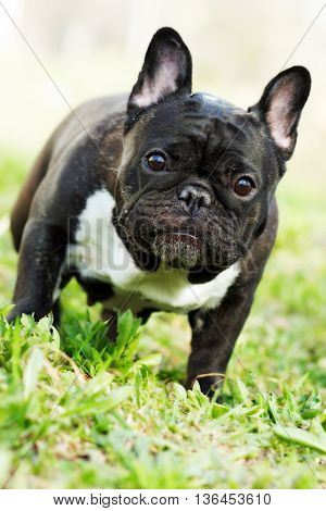 dog French bulldog in the summer on the nature standing and looking questioningly