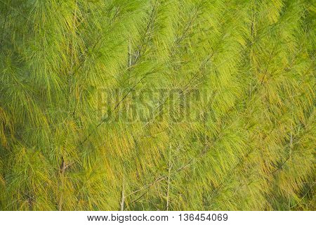 Full image of a coniferous trees in the forestBackground pine.