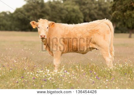 Beef cows grazing in the pastures of Extremadura in Spain