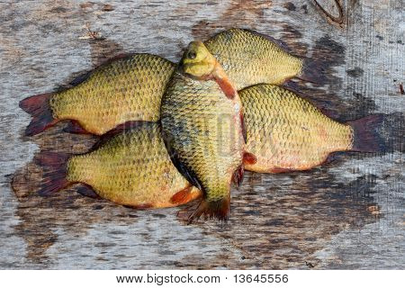 Common carps