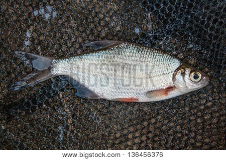 One Silver Bream Or White Bream Fish On Fishing Net.