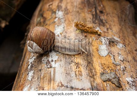 Helix Pomatia, Common Names The Burgundy Snail, Roman Snail, Edible Snail Crawling On The Trunk Tree