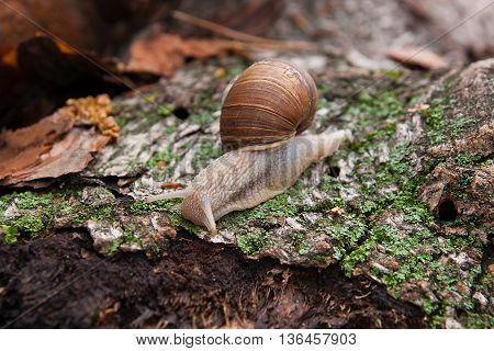 Helix Pomatia, Common Names The Burgundy Snail, Roman Snail, Edible Snail Crawling On The Trunk Tree