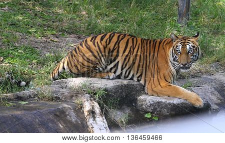 male Bengal Tiger crouching by water at Songkhla Zoo, Thailand