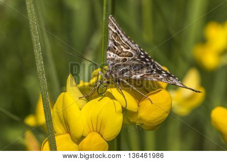 A mother shipton moth is sitting on bloomfell