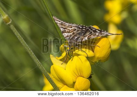 A mother shipton moth is sitting on bloomfell
