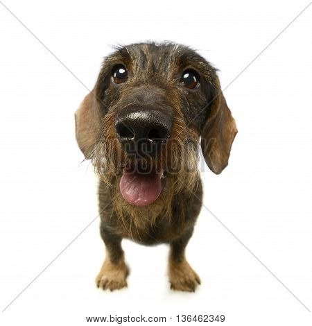 Wired Hair Dachshund Portrait A In Studio