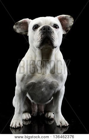 White Frech Bulldog With Funny Ears Posing In A Dark Photo Studio
