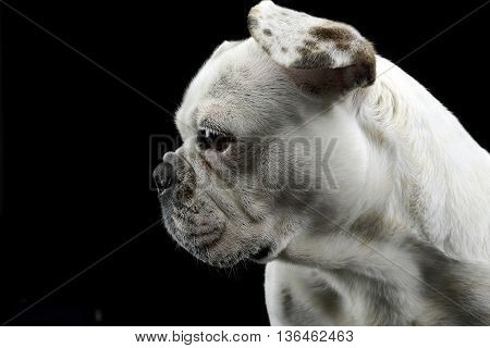 White Frech Bulldog With Funny Ears Posing In A Dark Photo Studio