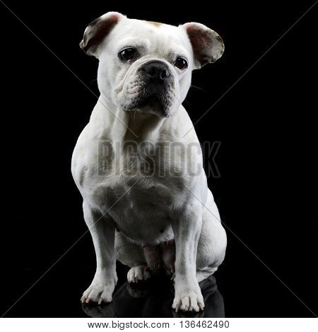 White Frech Bulldog With Funny Ears Posing In A Dark Photo Studio