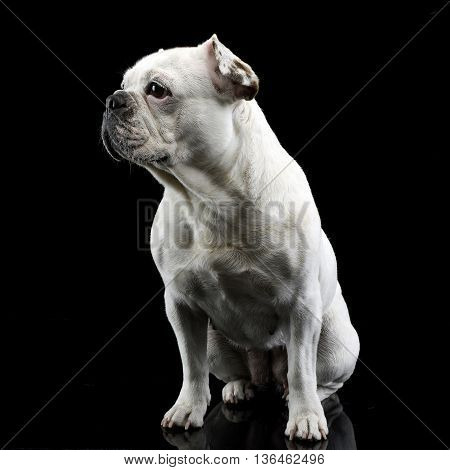 White Frech Bulldog With Funny Ears Posing In A Dark Photo Studio