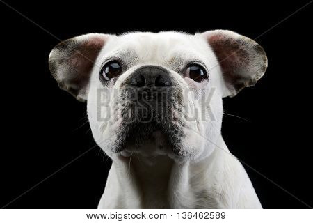 White Frech Bulldog With Funny Ears Posing In A Dark Photo Studio