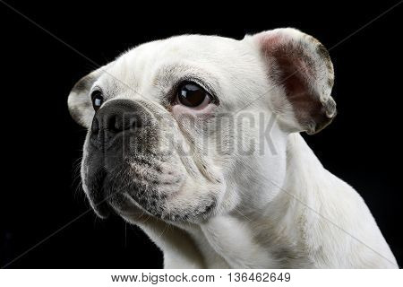 White Frech Bulldog With Funny Ears Posing In A Dark Photo Studio