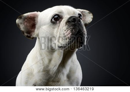 White Frech Bulldog With Funny Ears Posing In A Dark Photo Studio