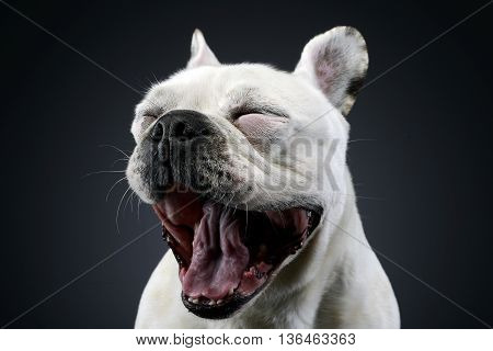 White Frech Bulldog With Funny Ears Posing In A Dark Photo Studio