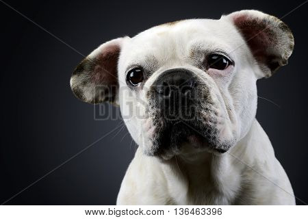 White Frech Bulldog With Funny Ears Posing In A Dark Photo Studio