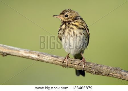 The black Redstart Phoenicurus ochruros female on green background