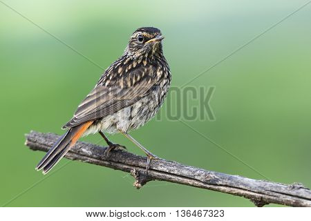 The black Redstart Phoenicurus ochruros female on green background