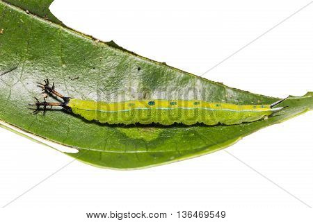 Black Prince Caterpillar