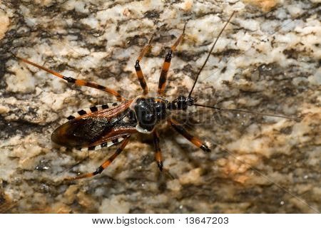 Strakaté dravé Bug (Rhynocoris punctiventris)