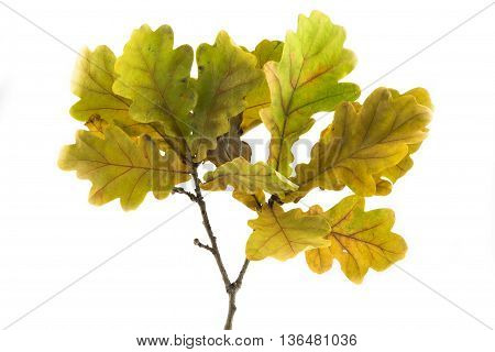 Oak branch on a white background .