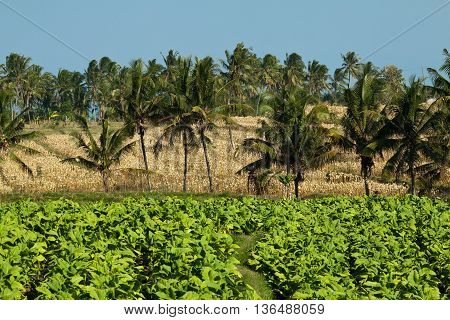 Amazing view of a agrar landscape in Lombok, Indonesia