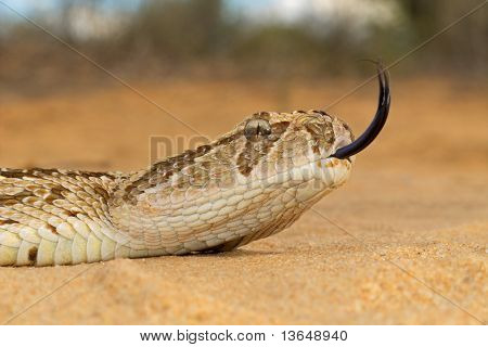 Puff Adder