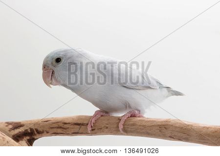 White Forpus On The Branch