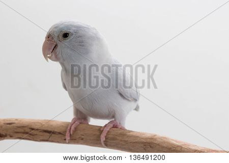 White Forpus On The Branch