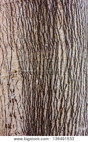 strange pattern of gray bark in garen