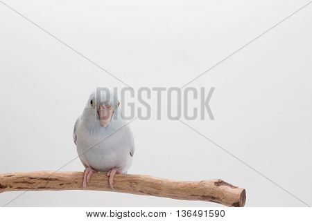 White Forpus On The Branch