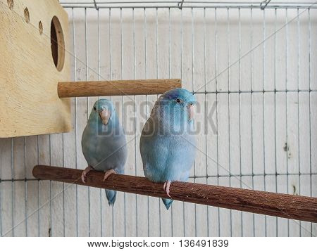 The Couple Blue Forpus in the cage