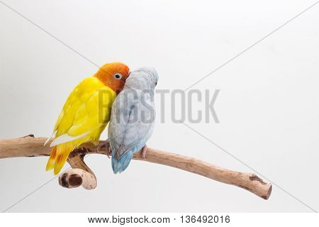 Lovebird And Forpus