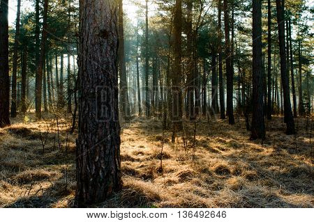 Sunlight shining through various trees in autumn forest with clumps of grass flatted with frost