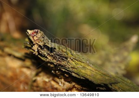 Holz im Wald verrotten