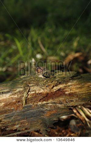 Holz im Wald verrotten