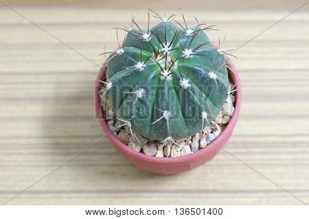 cactus on wooden background , green cactus