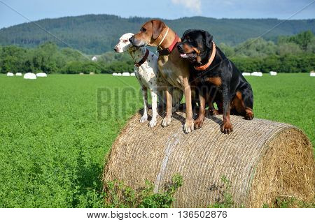 White dog brown ridgeback and black rottweiler sit on roll of straw on green meadow