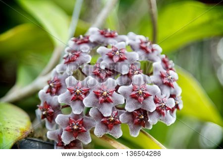 Red Hoya flowers. (Hoya parasitica (Roxb.) with soft green background