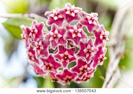 Red Hoya flowers. (Hoya parasitica (Roxb.) with soft green background