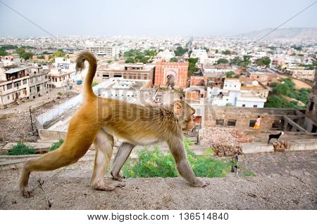 Monkey on a background of the Jaipur Galta Temple in India. The temple is famous for large troop of monkeys who live here