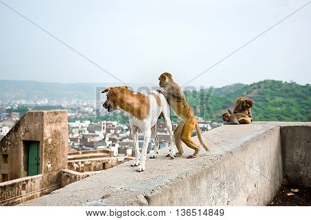 The monkey wants to ride on a dog Galwar Bagh Monkey Temple Jaipur India