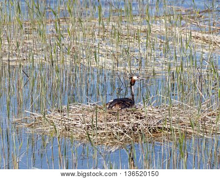Great crested grebe protecting its nest in the reed straw
