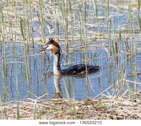 Great crested grebe protecting its nest in the reed straw