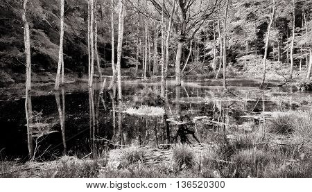 reflections of trees on a little lake