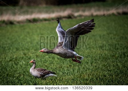 cheese taking off from a green field,before migration