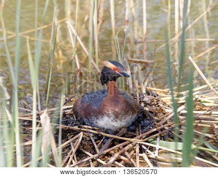 Great crested grebe protecting its nest in the reed straw