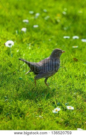 black bird standing on a green grass
