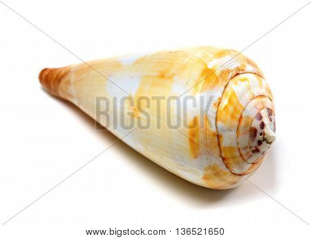 Seashell isolated on the white background .